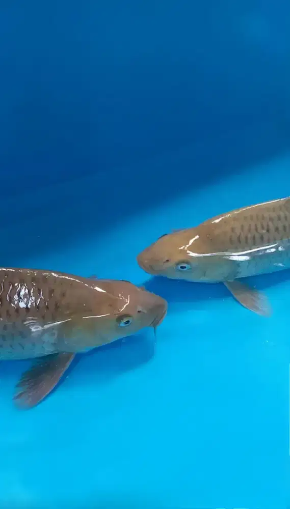 2 Ekor Koi Berpunuk Soragoi & Caramel 35&36cm body ring bgs breed KKF