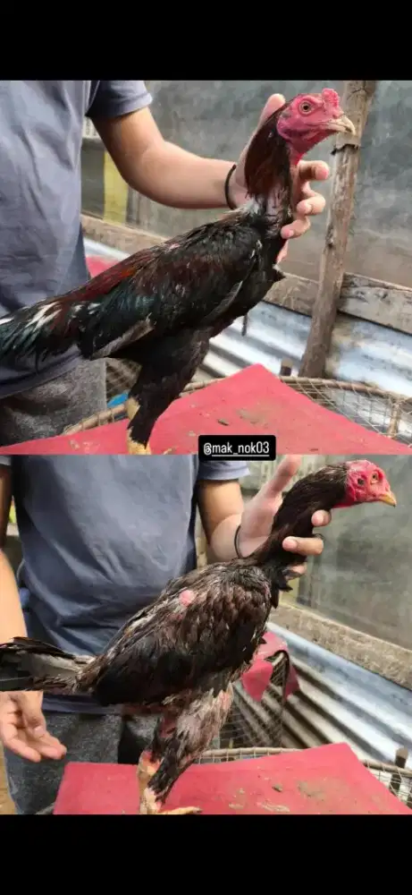 Jual anak ayam siam