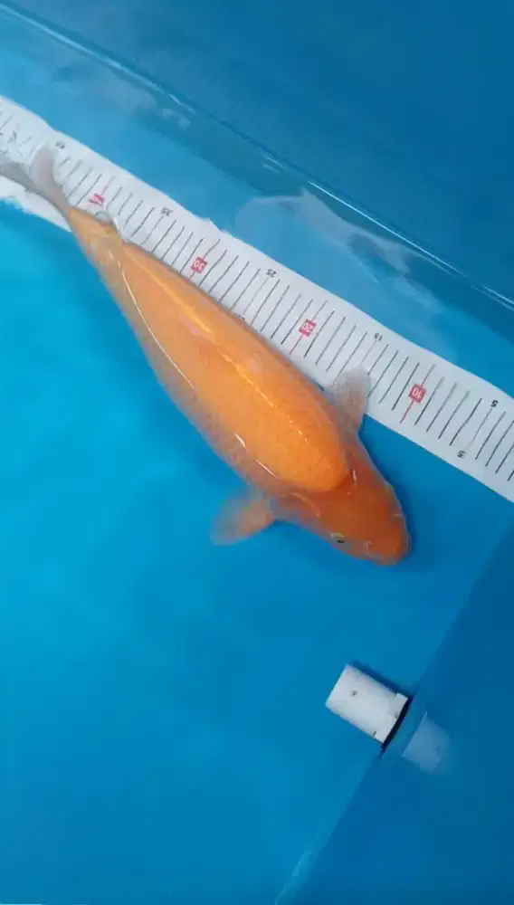 Koi Karashi M45cm JANTAN Berpunuk breed Madina Aziz HQ