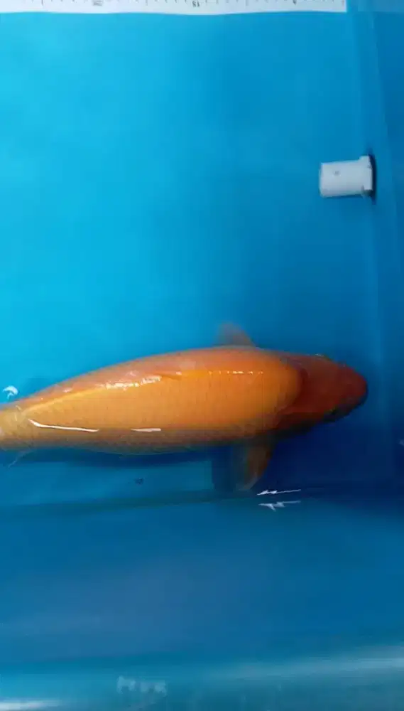 Koi Karashi M46cm JANTAN Berpunuk breed Madina Aziz HQ