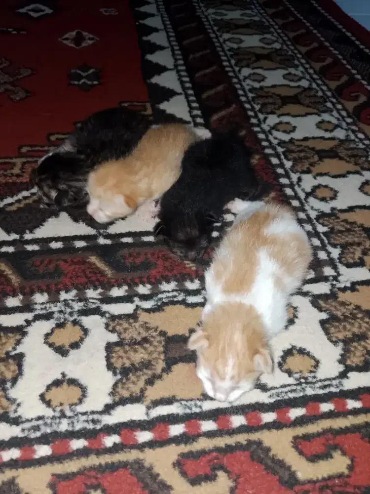 Kitten mixdom umur 3minggu