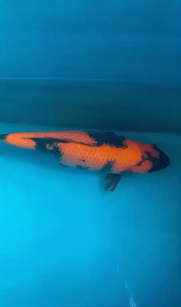 Koi Import Hi Utsuri 40cm Sertifikat breed SHINODA Body Bulky Berpunuk