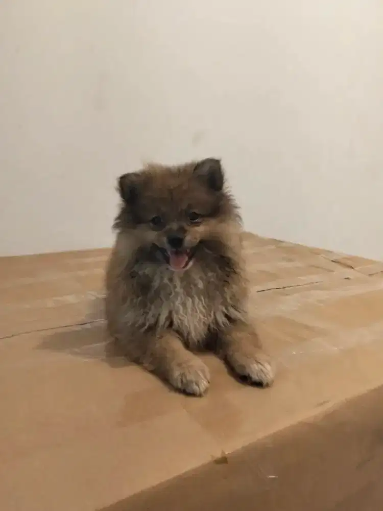 Hewan Anjing Minipom