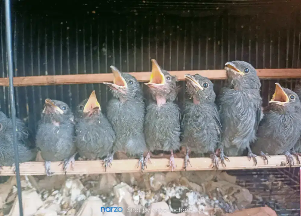 Anakan burung srigunting abu