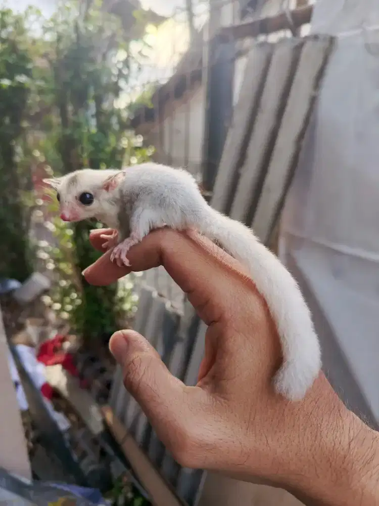 Sugar glider betina mozaik cakeppp