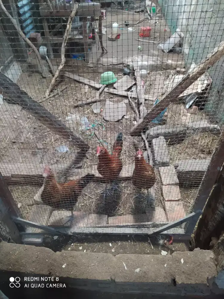 Jual ayam arab tinggal 3 aza...BU buat nataru gan