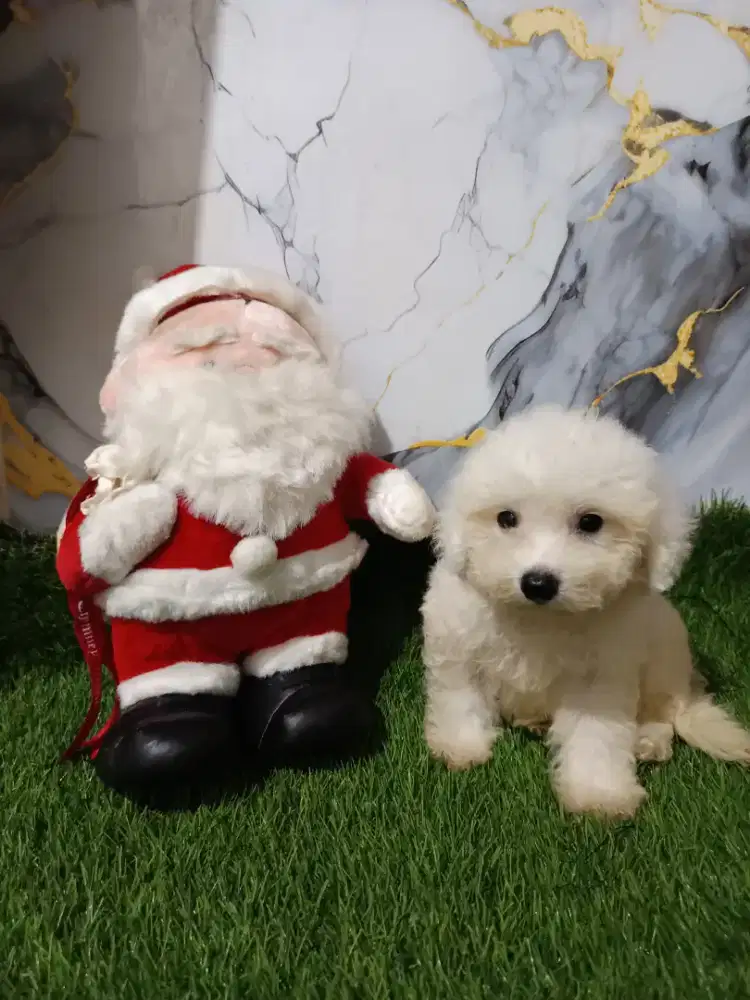 Bichon jantan Korea kosongan