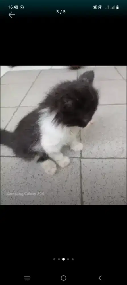 Kucing anggora mainecoon bulu halus