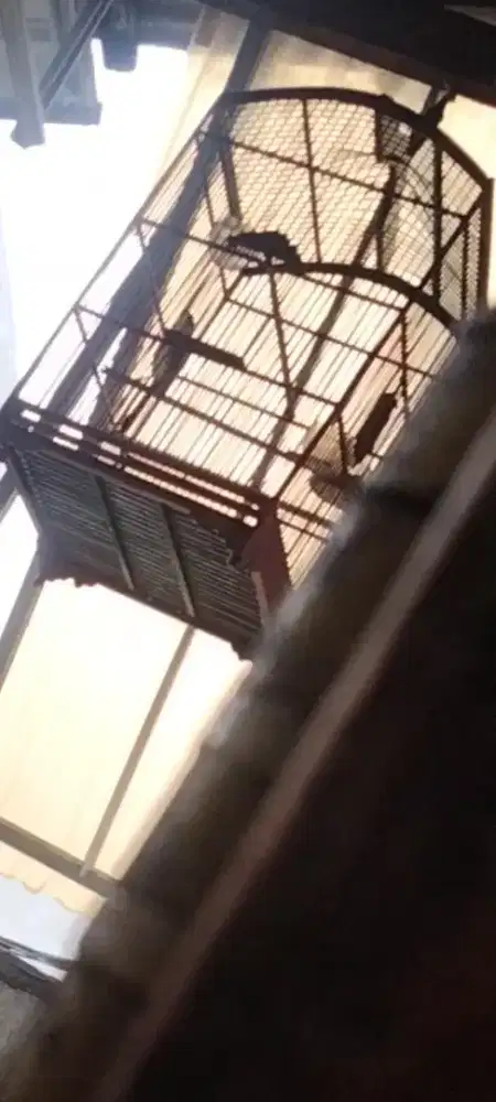 burung cendet rajin bunyi