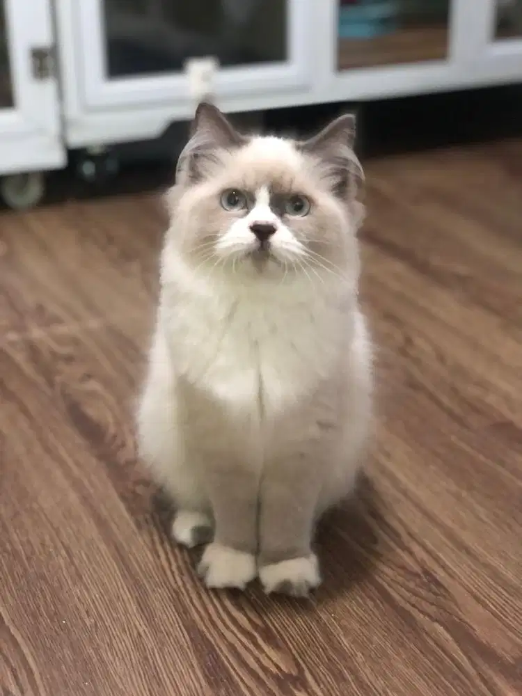 Ragdoll simetris bicolor