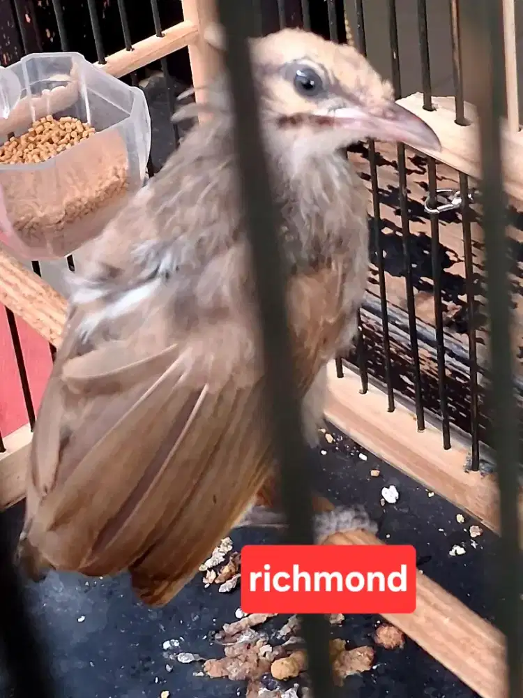 Cucak Rowo Blorok anakan