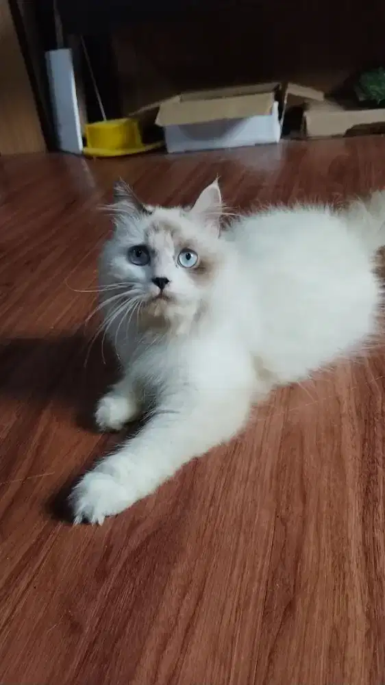 ADOPT RAGDOLL 9 BULAN