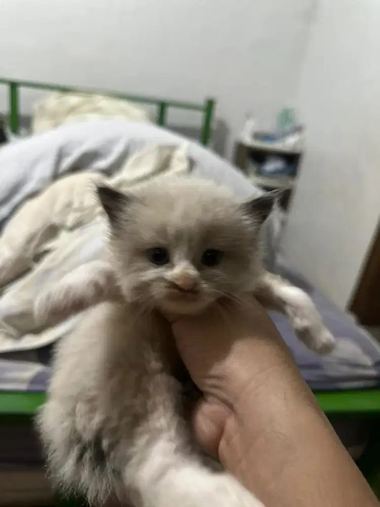 Kucing Siamse mix himalaya