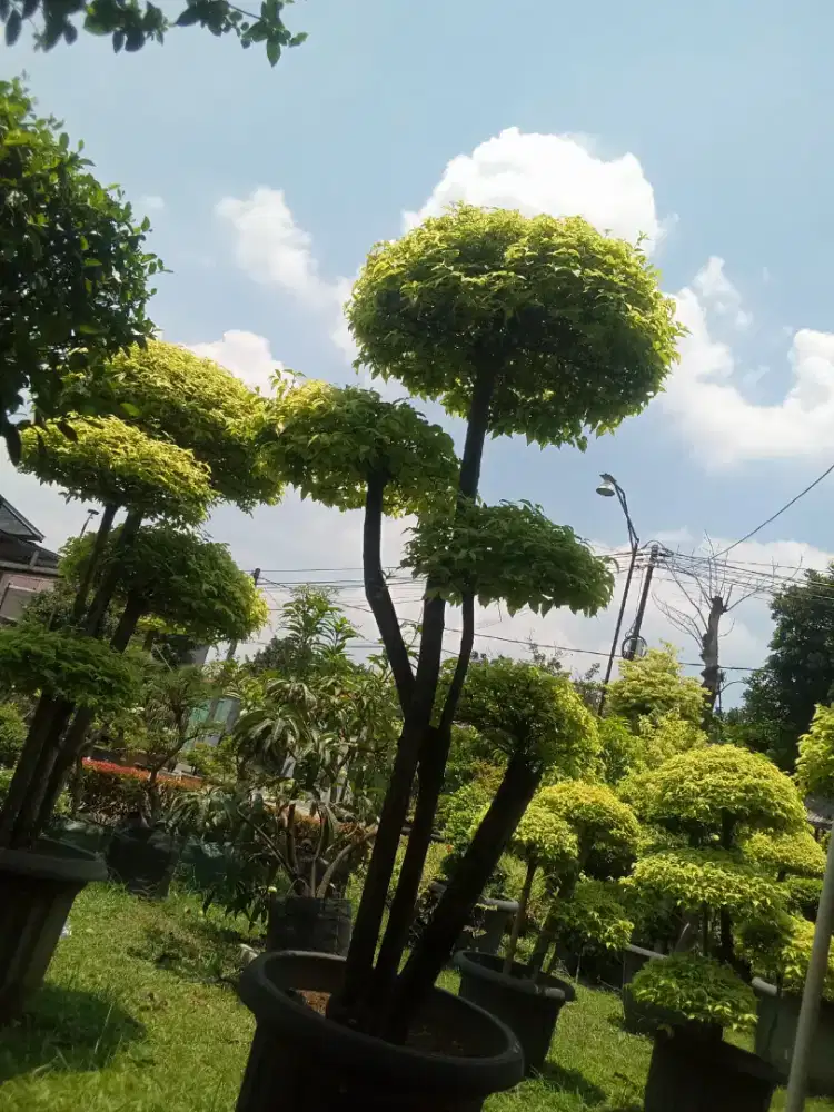 Jual bonsai anting Putri