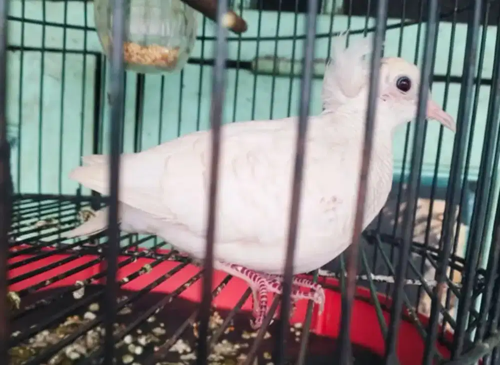 Perkutut putih jambul ( songgo ratu )