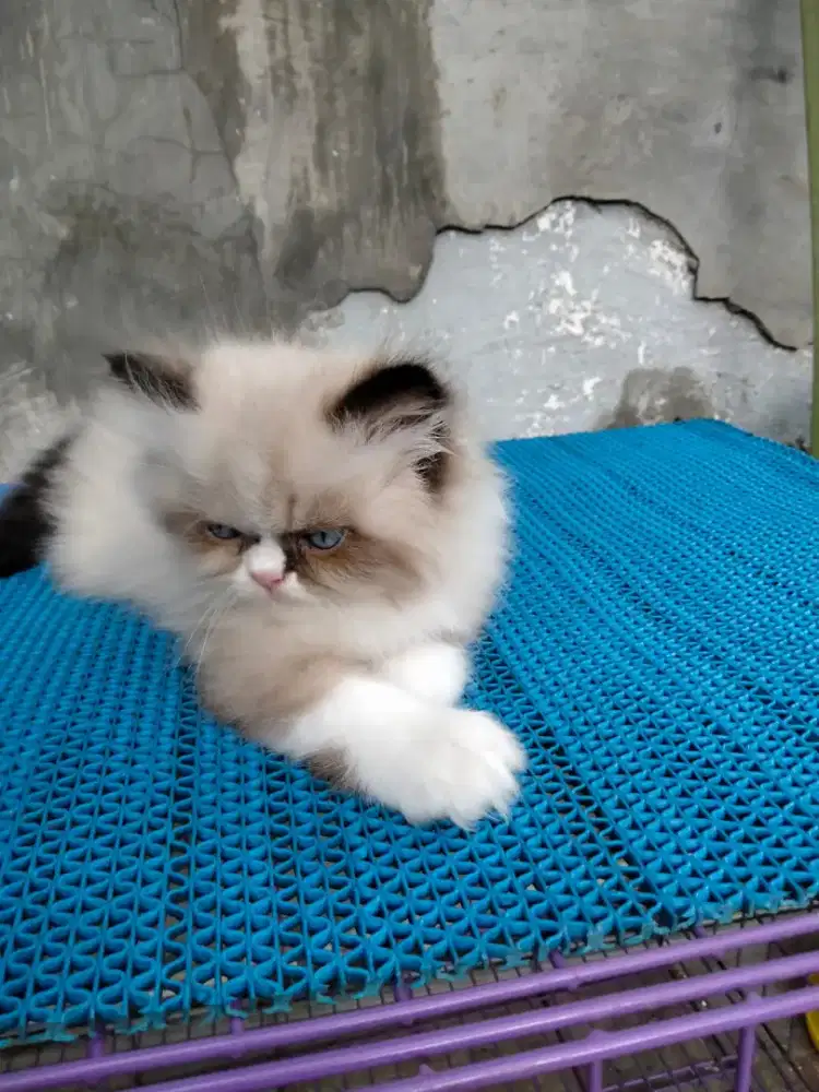 Kitten Ragdoll betina