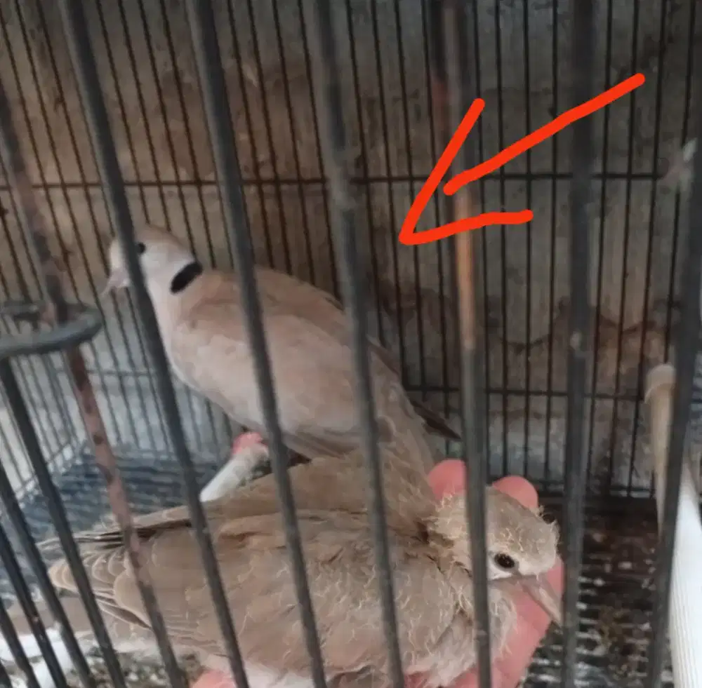 indukan Burung Puter pelung Betina