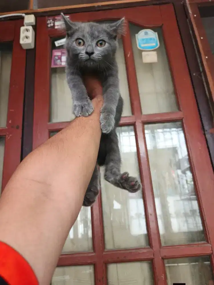 Kucing mix BSH jantan 3 bulan
