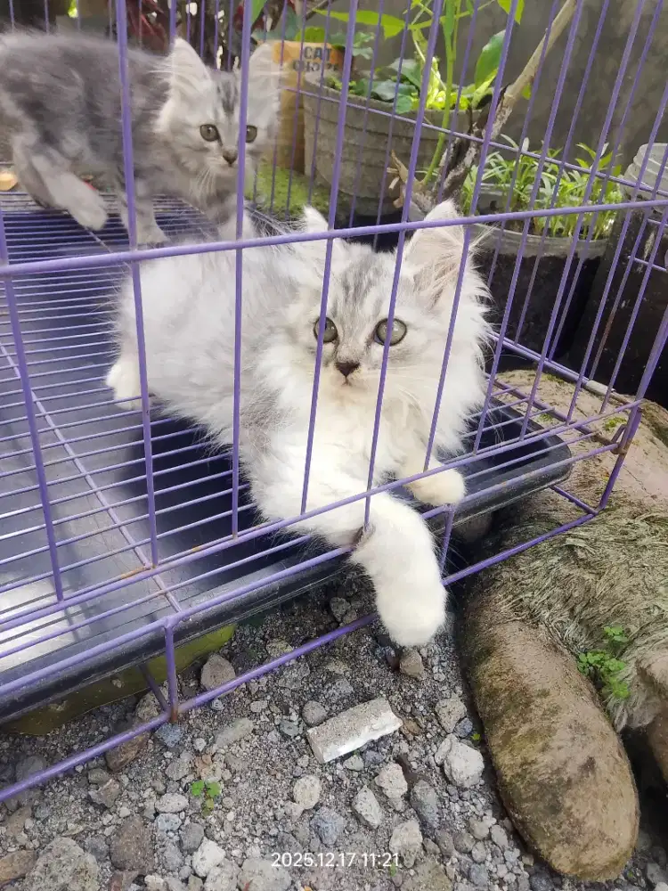 Kucing kitten persia mix norwegian / himalaya / anggora / peaknose