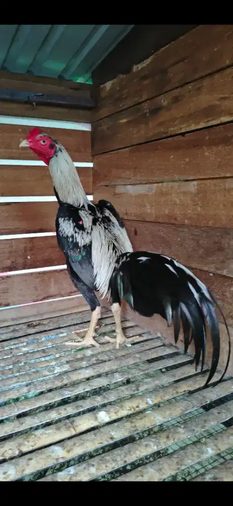 Mangon Muda Berbakat