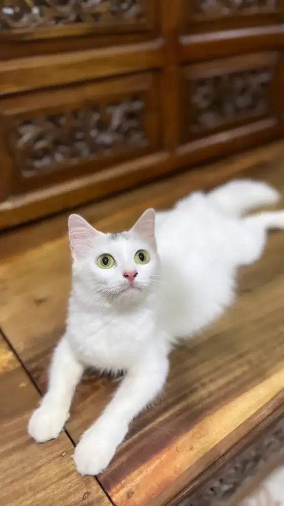 Kucing Persia betina