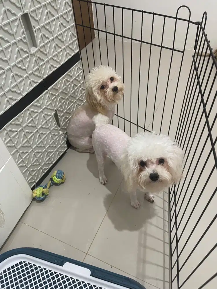 Dijual poodle aprikot betina 2