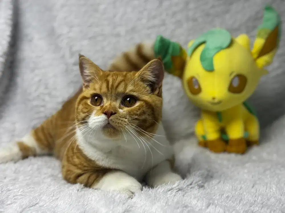 Kucing BSH Ped WCF Jantan Bicolour Red