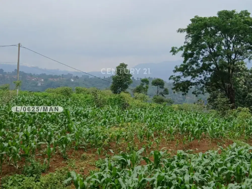 Tanah Luas 45876 M2 Hadap Barat SHM Di Mekarsari Cimaung Bandung