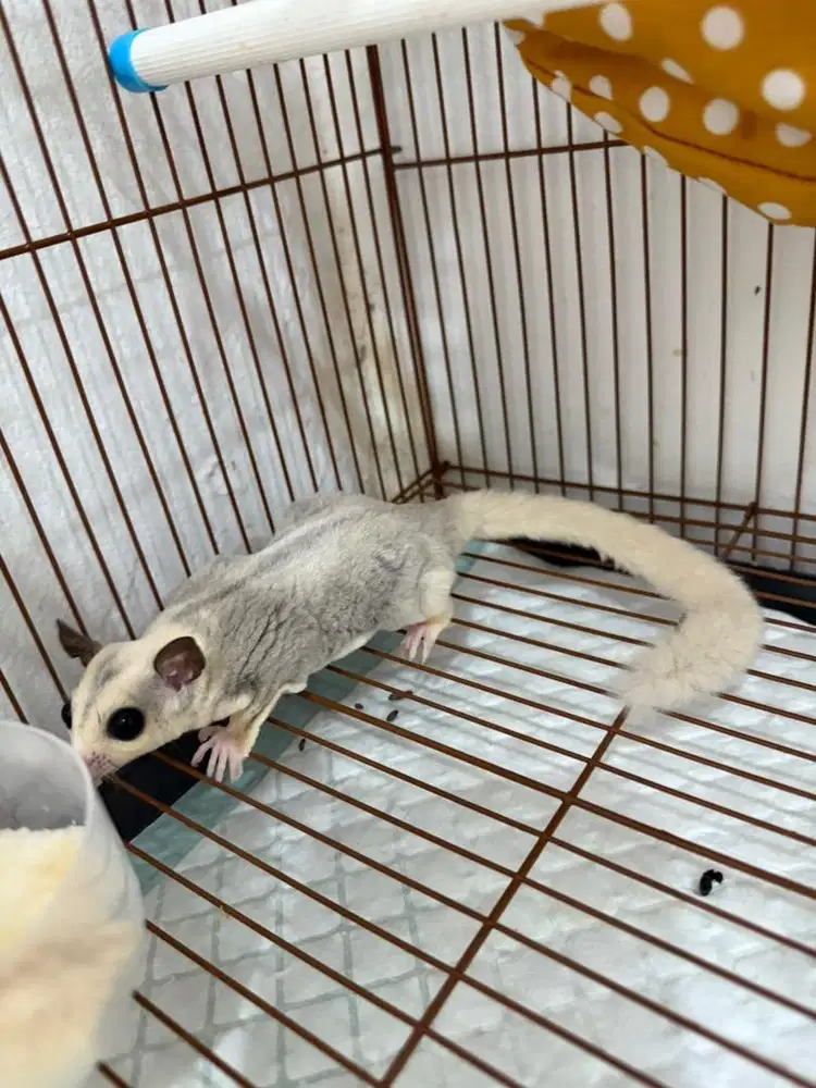 Sugar Glider Rear jinak