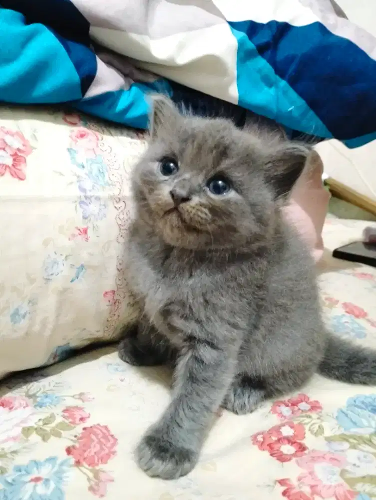 Kitten Persia betina