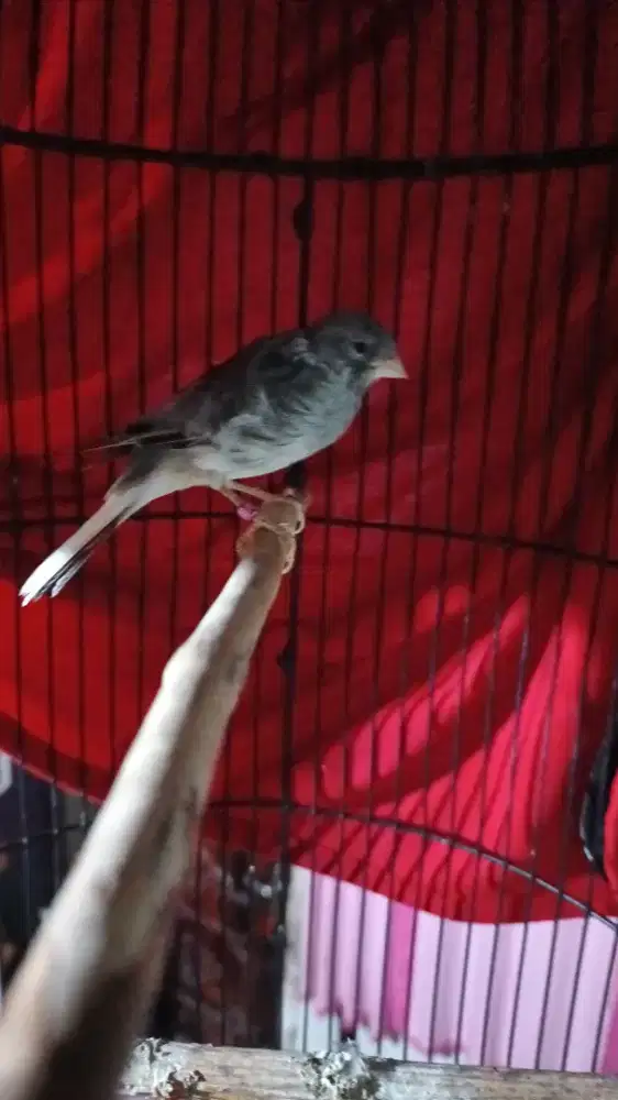 Burung kenari starblue