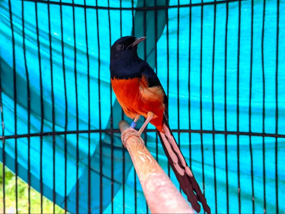 Murai gacor garansi 3 hari