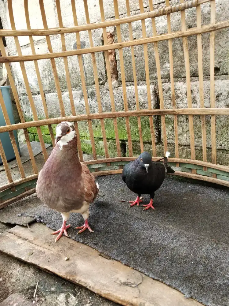 Burung Dara Giringan