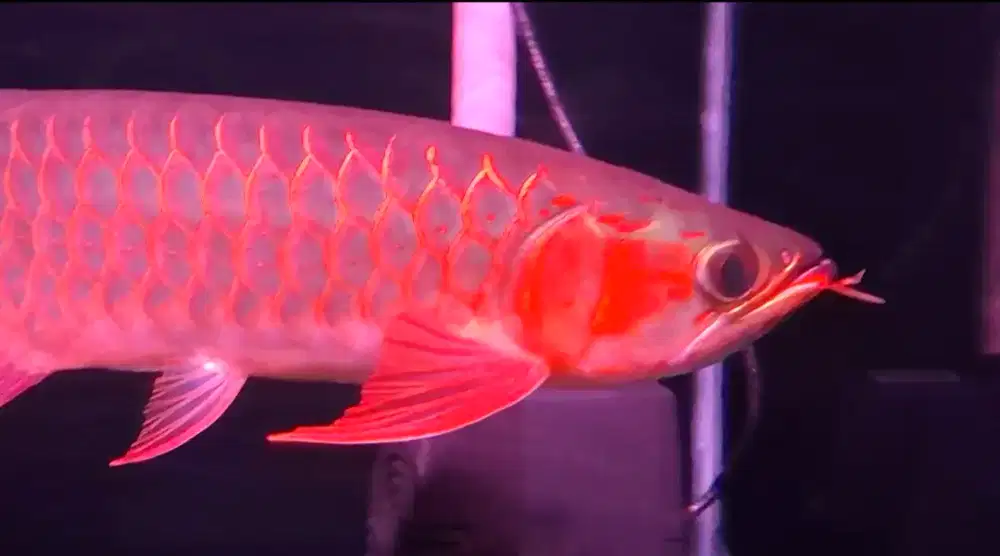 Arwana super red ITL