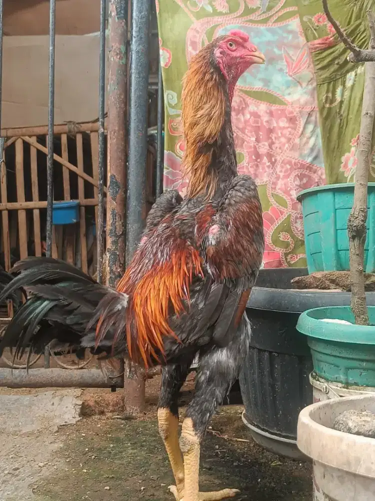 Shamo eropa nuber x zuther