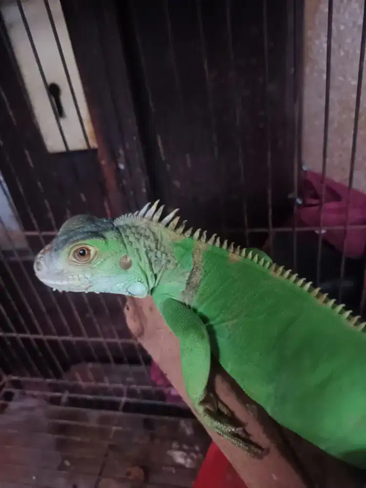 Green iguana jufe