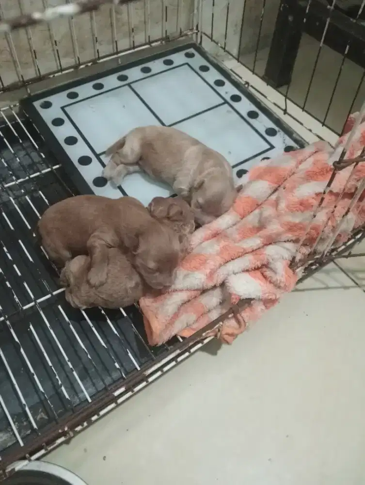 Poodle jantan yang banyak bulu