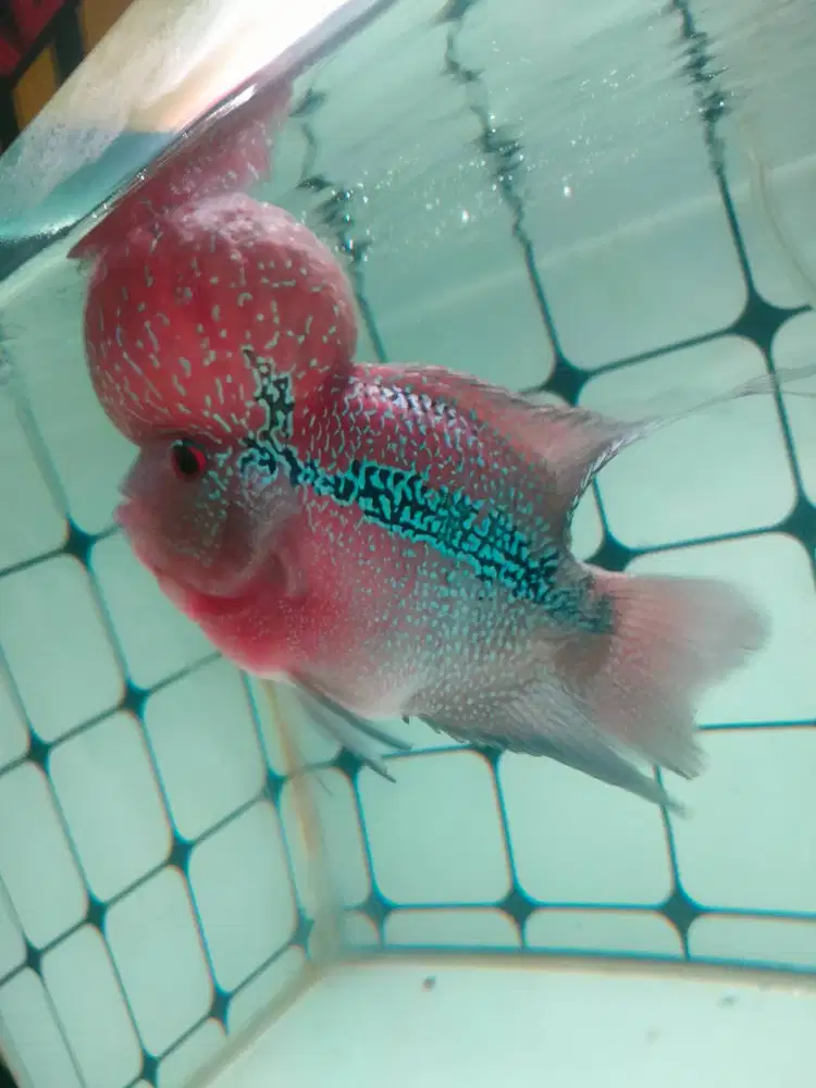 KSRD boom head 4 jari 12 cm