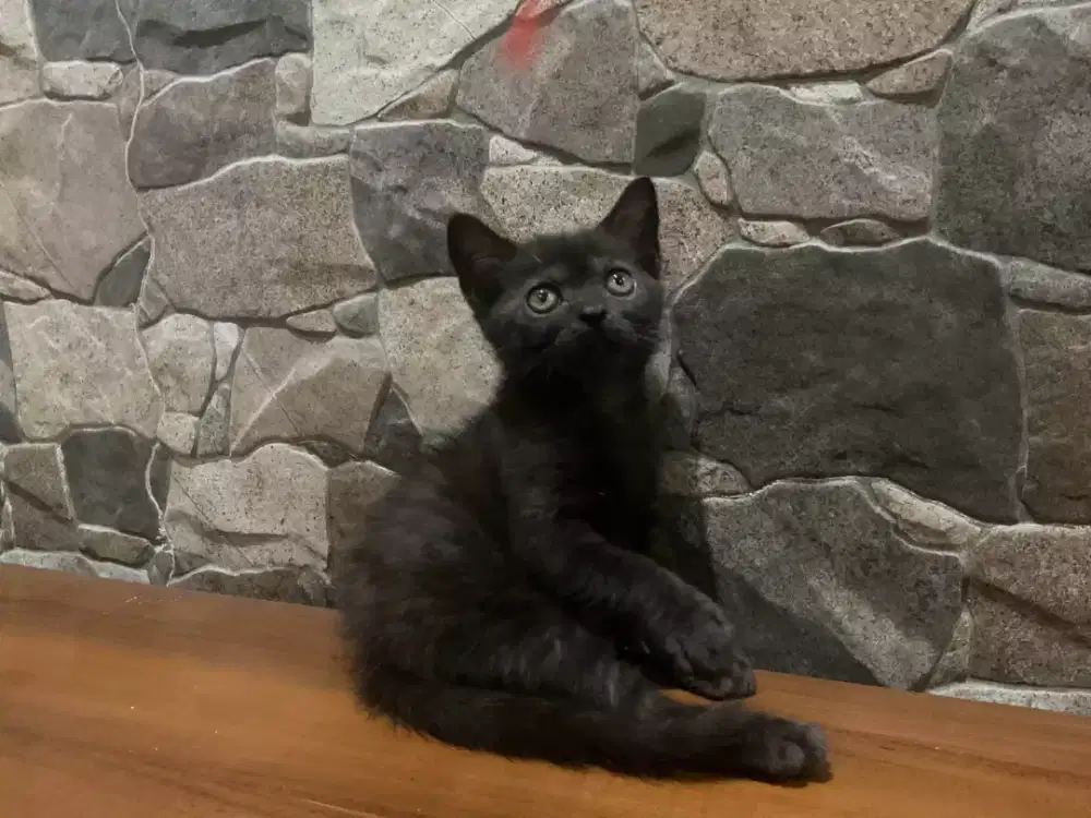 munchkin NS black solid 2,5bln