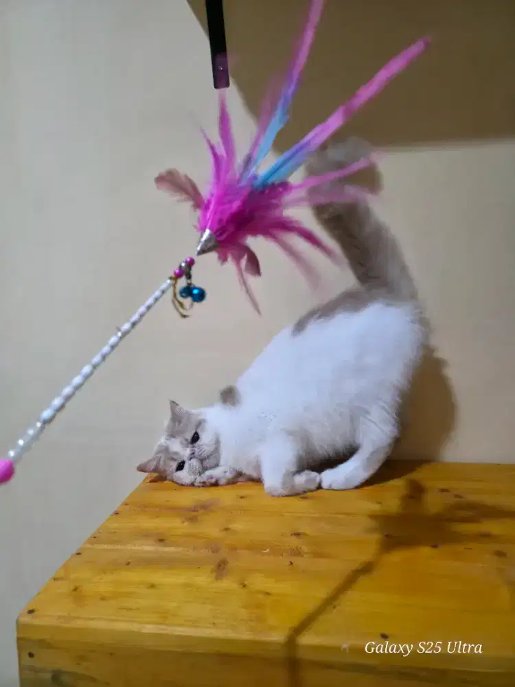 Peaknose exotic shorthair betina