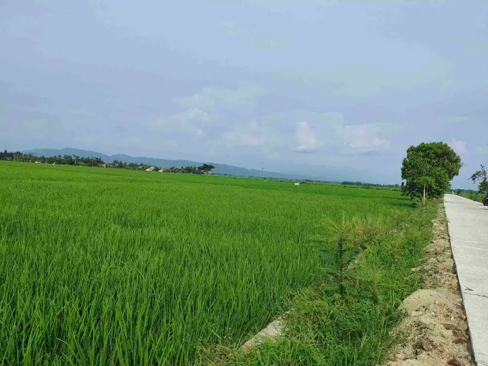 SAWAH MAOS LUAS 9.000 METER² AKSES MOBIL JALAN DESA