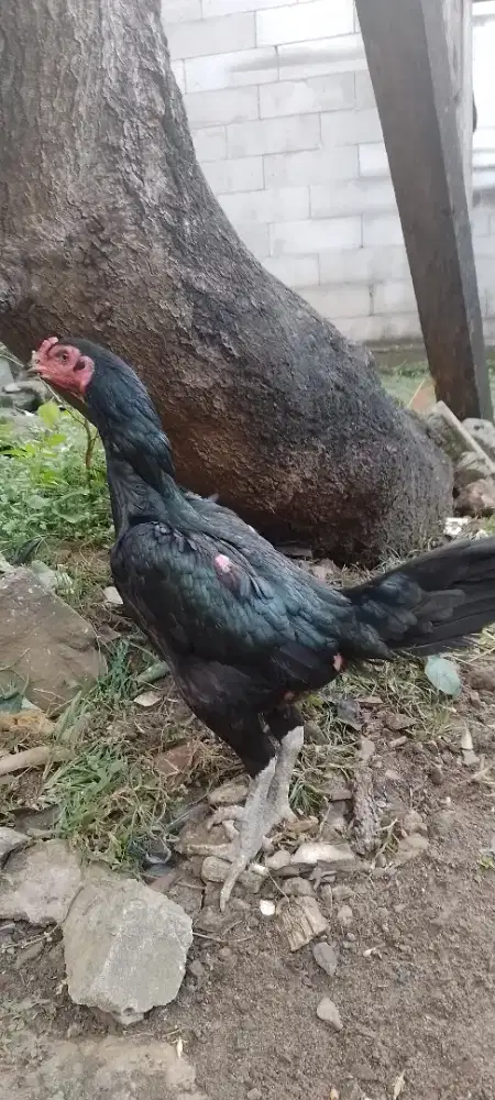 Ayam bangkok babon biang  telur biru