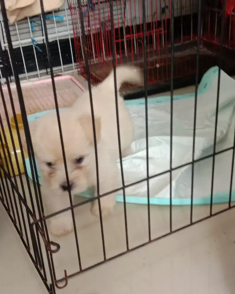 Anak Anjing / Puppy MALTIPO