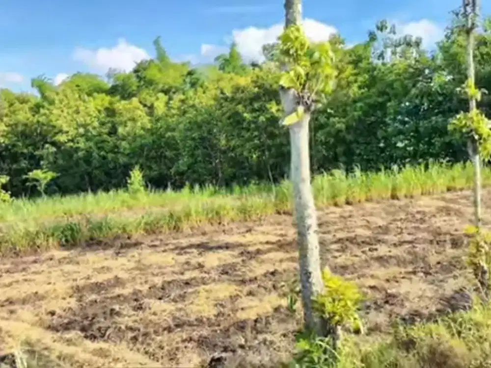 Murah, Tanah Sawah Dekat JJLS