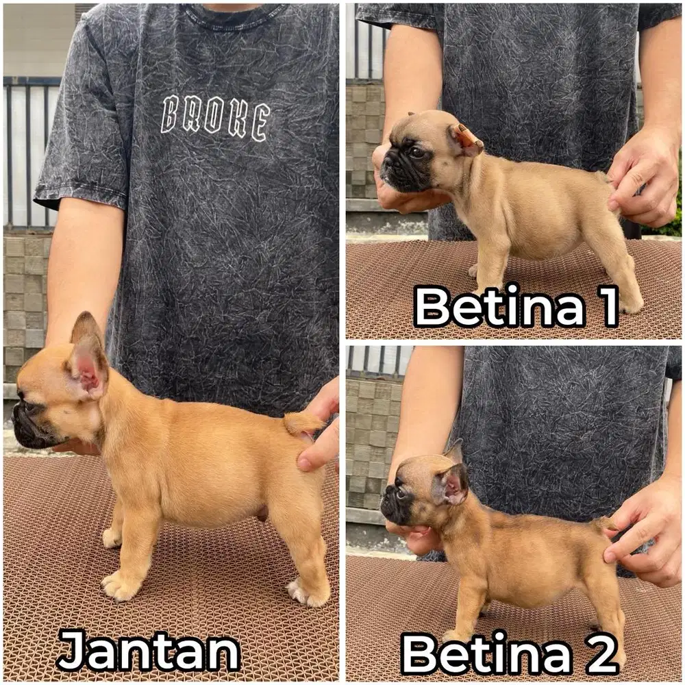 French bulldog puppy jantan & betina