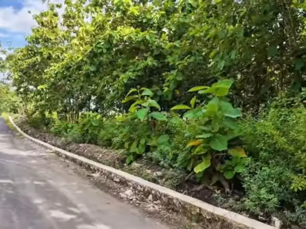 TANAH PEKARANGAN MANGKU 2 JALAN