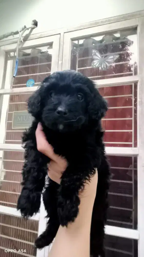 JUAL ANAK POODLE MURAH
