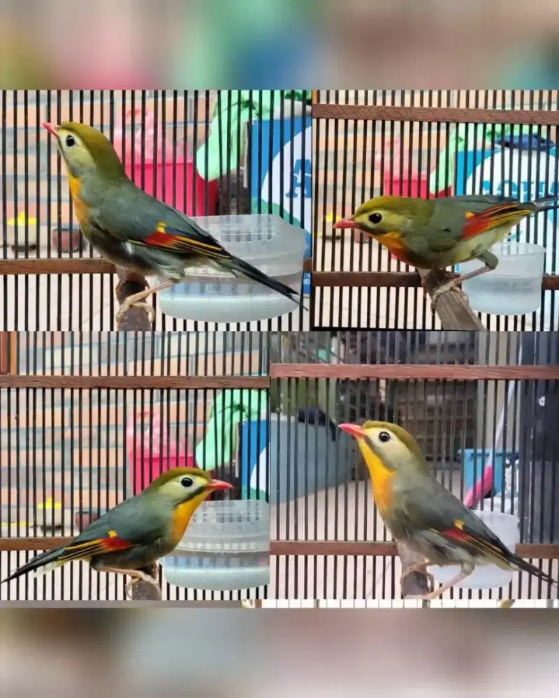 Jual burungRobin jantan rajin bunyi