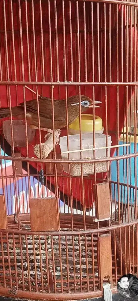 Jual burung wambi jantan MH body gede