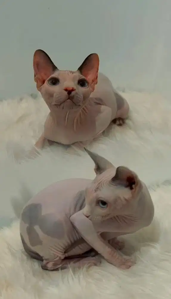 Kucing Sphynx non ped